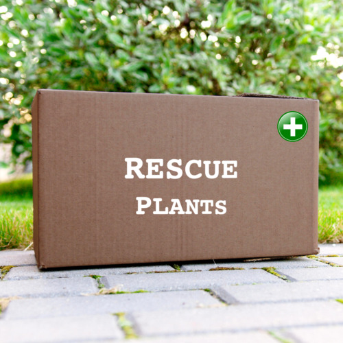 Rescue plants rare beauties - rescue,