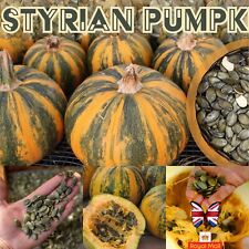 PUMPKIN 10 SEEDS “STYRIAN” OIL HULL-LESS Cucurbita pepo