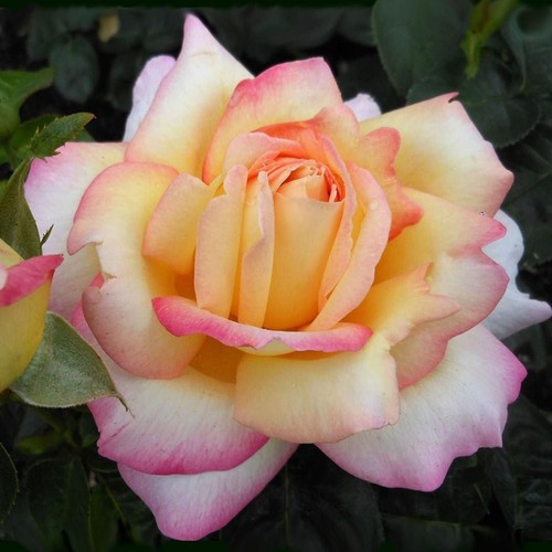 Rose bush plant hardy - hardy, uk