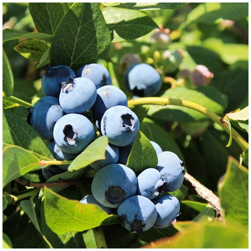 Blueberry bush vaccinium - blueberry,
