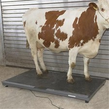 LIVESTOCK SCALE - (UP TO