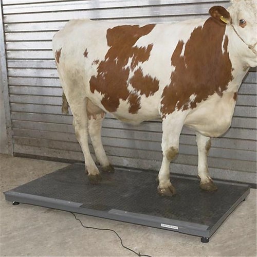 Livestock scale up - scale,