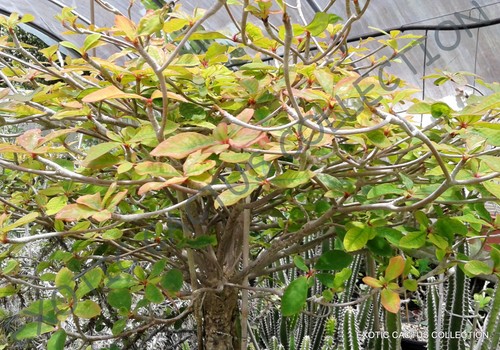 Euphorbia bongolavensis exotic - euphorbia,
