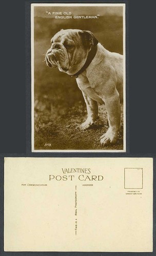 Bulldog bull dog puppy - bull,