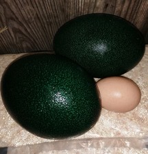 Fresh emu eggs