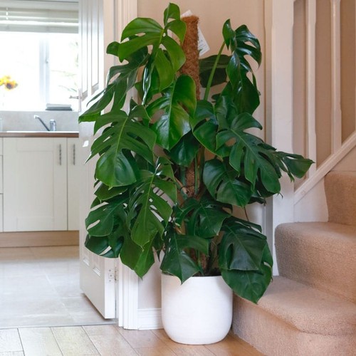 Swiss cheese monstera - cheese, (monstera