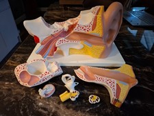 Vintage EAR educational model  3 times life size 6 part