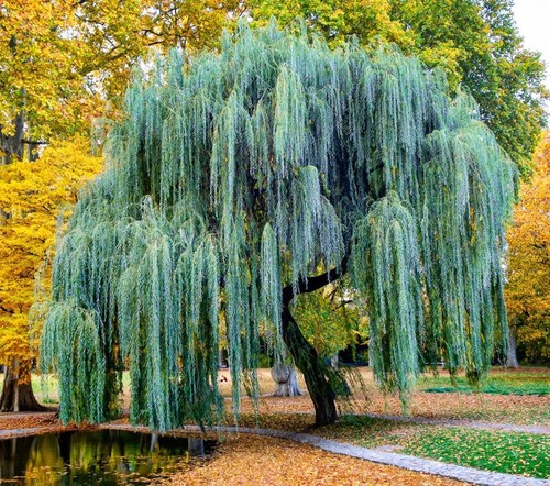 Weeping willow tree cuttings - tree,