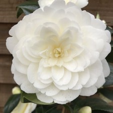 Camellia Golden Anniversary 2L White Formal Double Flowers Great Gift Idea!