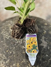 Rudbeckia Goldsturm 5 X Large