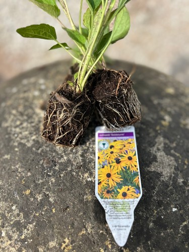 Rudbeckia goldsturm large - 5,