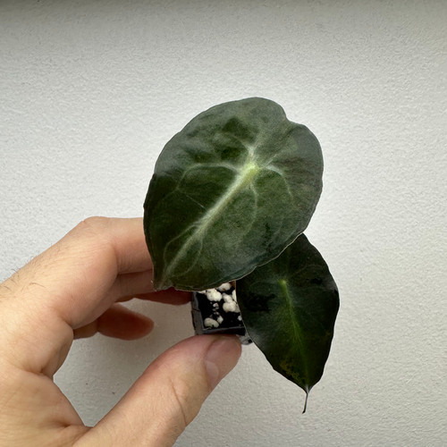 Alocasia venom very rare - venom,