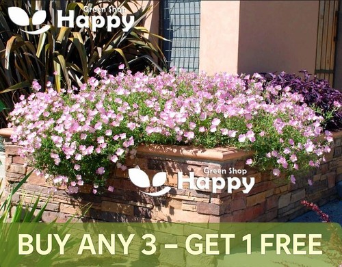 Showy evening primrose - evening,
