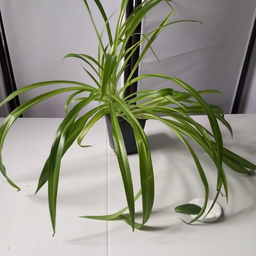Live tall spider - tall,