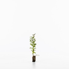 Holly Sappling