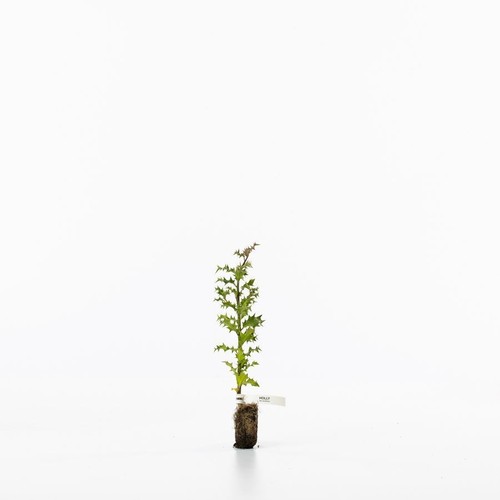 Holly sappling - holly,