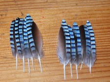 10 BLU JAY WING FEATHERS FEATHERS,NATIVE AMERICAN.FLY,ART&CRAFT,JEWELLERY.