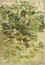 Botanical Study Woodland