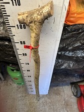 HAZEL SHANK WALKING STICK KNOB
