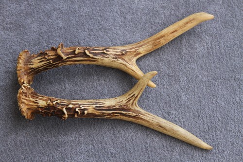 Pair roe deer antlers set - of,