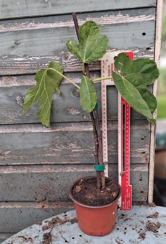 Ficus carica brown turkey - carica, 'brown