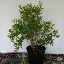 POMEGRANATE TREE.  1 yr