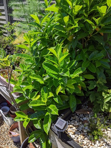 Bay laurel architectural plant - laurel,