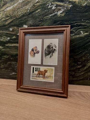 Vintage border terrier framed