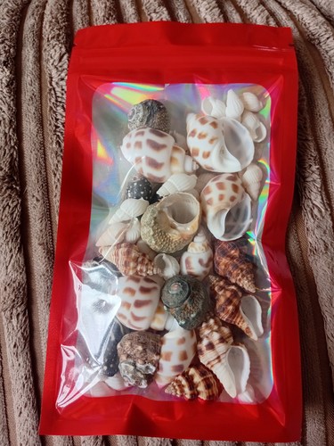 Assorted hermit crab shells - 30,