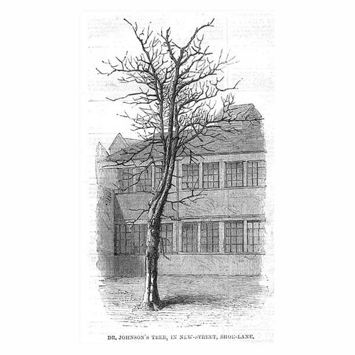 London johnson tree in - london, dr