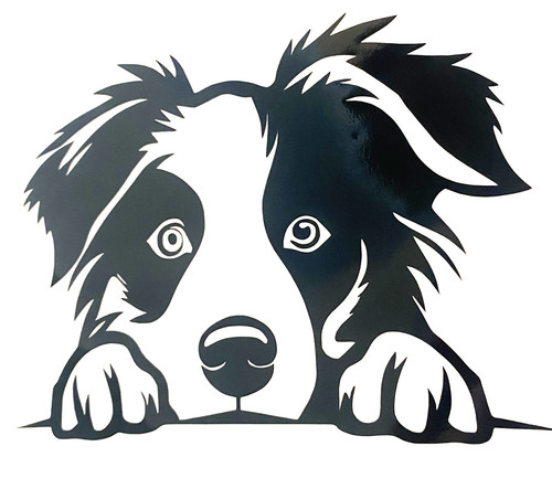 Border collie sheepdog - border,