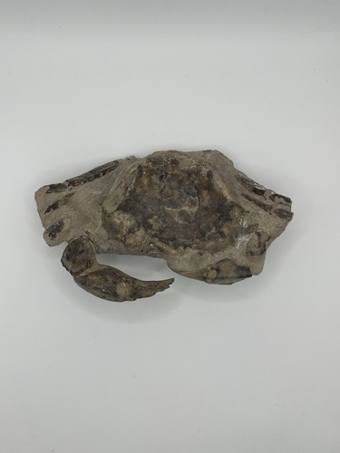 Complete crab fossil - complete,