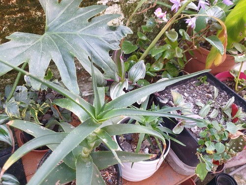 Indoors house plants 10 - indoors,