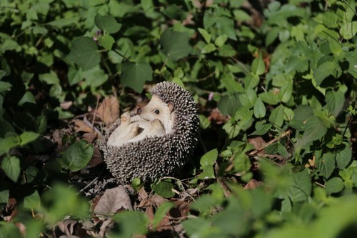 Hedgehog figures cute animal - cute,