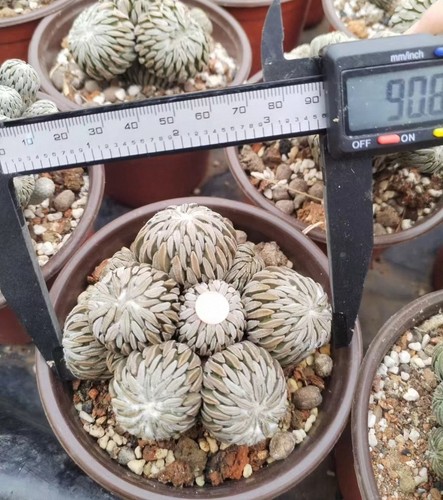 9cm rare live house plant - live,