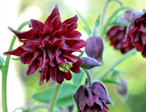Bordeaux barlow columbine - bordeaux,