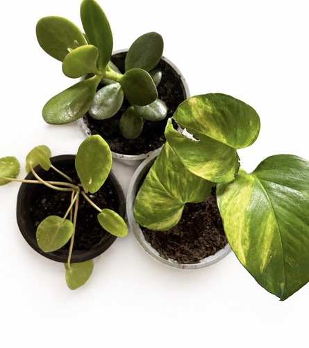 Lucky plant collections - ,