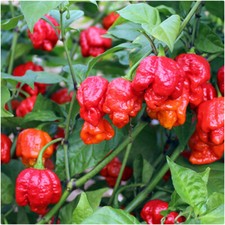 Hot Chilli Pepper F1