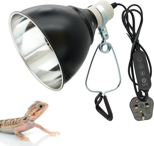 Inch tortoise reptile heat - inch,