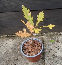 QUERCUS ROBUR ENGLISH OAK Tree