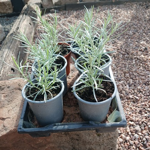 Curry plant helichrysum - curry, -helichrysum