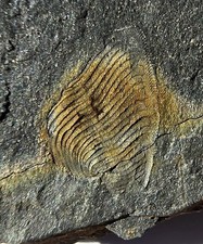 British Ordovician ARMOURED MACHAERIDIAN WORM PLUMULITES Rare Fossil Worm Plate