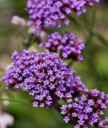 Verbena perennial plig - 5,