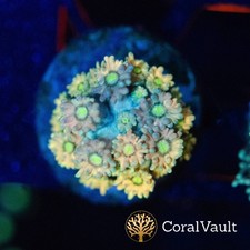 Bifrost Goniopora Frag