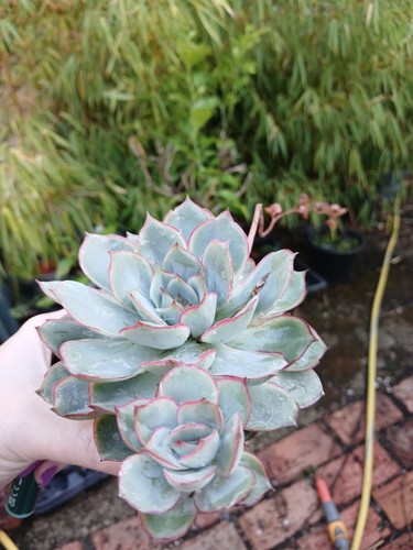 Multi head echeveria pulidonis - multi,
