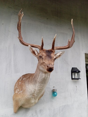 Fallow deer bull - fallow, taxidermy