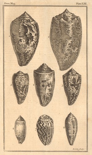 Plate xiii seashells - xiii., cone