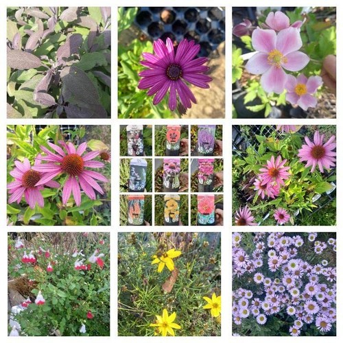 Hardy cottage garden plants - hardy,