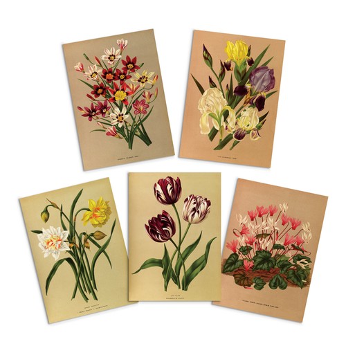Antique botanical greeting - antique,