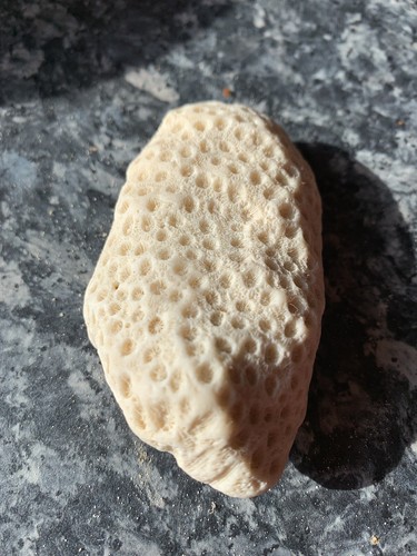 Aquarium coral rock from the - rock,